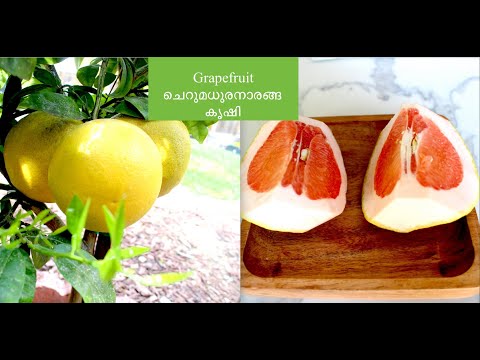 Grapefruit/ചെറുമധുരനാരങ്ങ കൃഷി - San Jose, California.|USA Malayalam vlog
