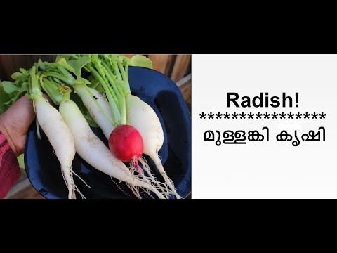 മുള്ളങ്കി കൃഷി | Radish gardening | San Jose, California, #usamalayali #kerala #mallu #ukmalayali