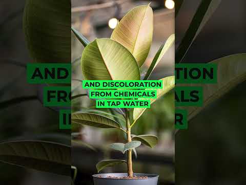 About Rubber Plant #houseplants #shortvideo #indoorplants #viral #rubberplants