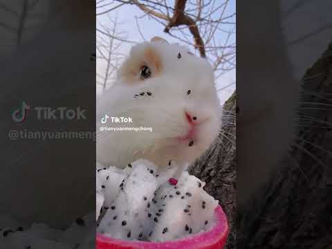 ご飯を食う兎