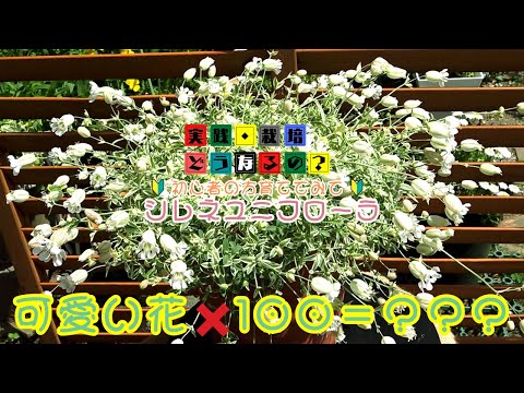 この花知ってる？希少かも！【シレネ・ユニフローラ】寒さに強くかわいい花！【ガーデニング】寄せ植え・鉢植えどこでも合う合う一度お試しあれ!!【育てるの簡単】園芸・花の苗・植え方・育て方・育ち方・旬の花