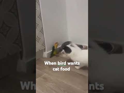 Poor Cat Bird's the Boss!