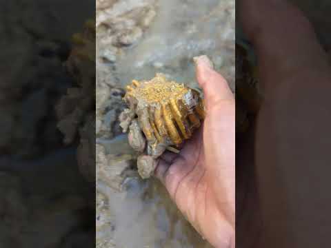 gold in the river in the forest #goldhunter