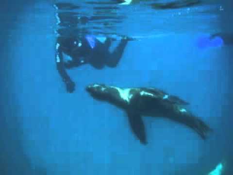 Ken's Channel Islands