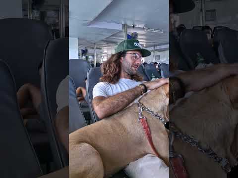 How to Travel from Mainland Thailand to Koh Samui (with a Dog)