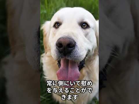 犬が飼い主の悲しい表情を見て、慰めに来てくれる話 #shorts