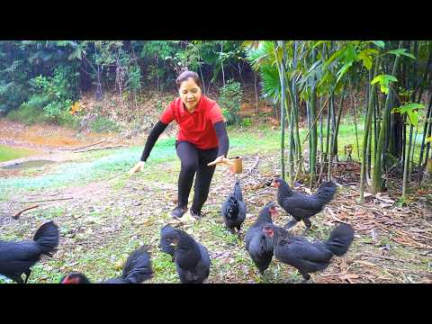 Harvesting A Lot Of Chicken Forest In The Bamboo Bush Goes To Market Sell | Tieu Ca - Free Bushcraft
