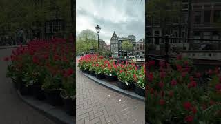 Tulips #netherlands #tulip #travel