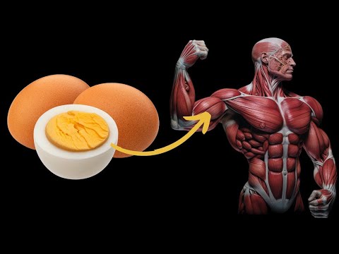 What Happens To Your Body When You Eat Eggs Every Day