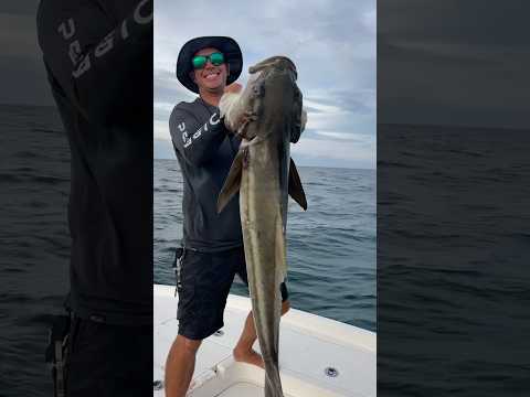 BIG Cobia (15lb line and 4000 size reel!) 🤩🤩🤩. #fishing #stpetersburgflorida
