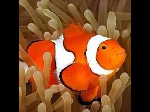 Relaxing Fish Saltwater Tank