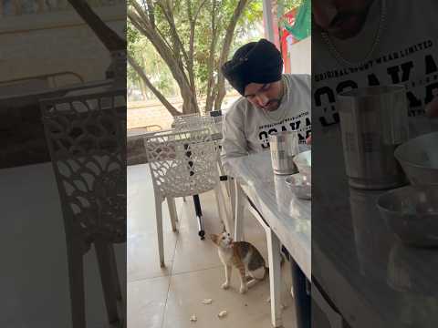 New friend😜🤩 #love #harshi #couple #cat #catshorts #ytshorts