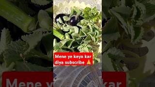 #pradoshkeupaypradeepmishraji #gardening #plants 🪴🌿☘️