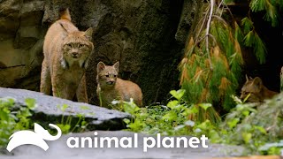 Magnificent Zoo Animals | The Zoo | Animal Planet
