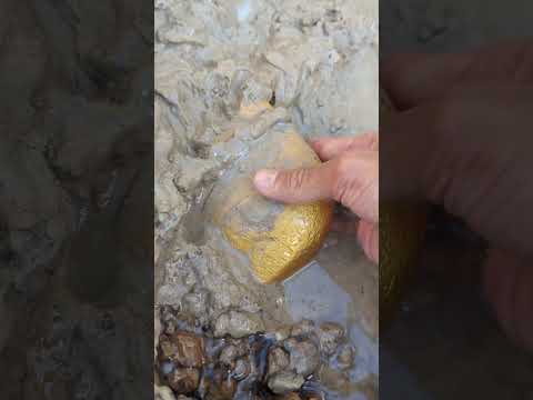 dig for beautiful big gold in the river #goldhunter #miner