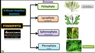 Classification of Pteridophytes with Example | Plant Classification