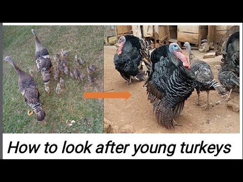 How to look after young turkeys| free range poultry|domestic birds