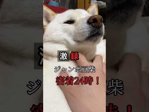 激録ジャンボ豆柴密着24時！柴犬との暮らしはこんな感じです🤣　#shorts #柴犬 #犬 #dog