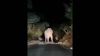 Elephant attack valparai