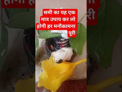 समी का करे यह उपाय #pradeepmishrajidhankeupay