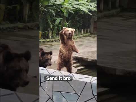 Cute Bears - Send it bro!