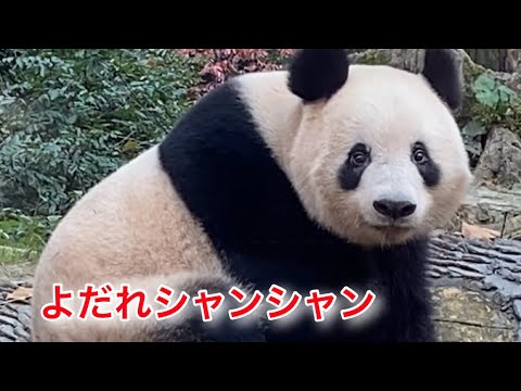 よだれシャンシャン　#シャンシャン　#ジャイアントパンダ