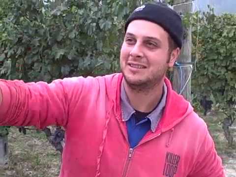 DBGitalia meets Luca of F.lli Serio e Battista Borgogno harvesting their Cannubi vyd, Oct'19