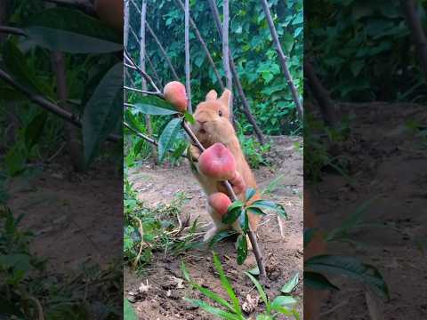 Fruit Feast Fun: Mischievous Bunny’s Snack Attack! #trending #cute #apple #fruit #rabbit #shorts