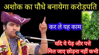अशोक के पत्ते बनायेगे आपको करोड़पति बस कर ले यह कम कभी भी धन की कमी नही होगी हर कम मे सफलता मिलेगी ।
