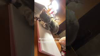 #studywithcat
