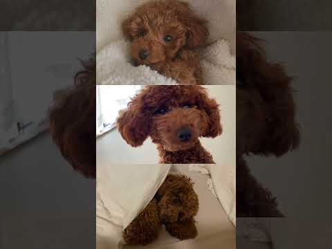 とある朝トイプードルの日常vlog🐶🍪 #トイプードル  #vlog #日常vlog #犬のいる暮らし #犬動画