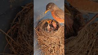 Mommy feeds her baby 💕