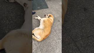Street Dog in turkey 🇹🇷 #shorts #ytshort #duniyawithjaveria #streetdogs #turkey2024