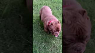 OPEN FOR STUD #explore #bullybreeder #puppy #viral #viralvideo #viraldog #doglover #bullylover #DOG