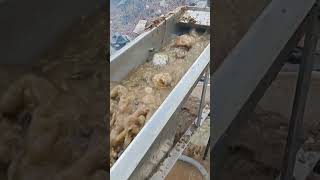HIGHBANKER GOLD MINING #goldmining #sluicebox #gold