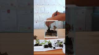 QANVEE Desktop Moss Jar Scenery Course