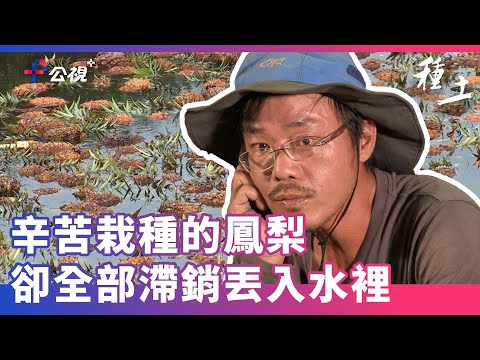 【鳳梨滯銷丟水裡，農民辛苦誰人知】《種土》線上看