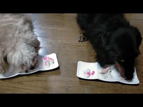 ワンちゃん達も年越し蕎麦！