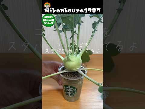 スタバカップdeコールラビを水耕栽培で育ててみた！#家庭菜園 #水耕栽培 #スタバ