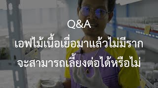 เอฟไม้เนื้อเยื่อมาแล้วไม่มีราก จะสามารถเลี้ยงได้ไหม