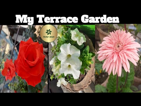 Winter Flower Terrace Gardern/ My Roof Garden /Roof Gardening - ছাদ বাগান