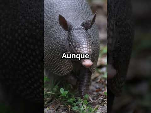 ¿QUIÉN GANARÍA? ¡Glyptodon vs Armadillo Gigante! #batallaépica #animales #naturaleza