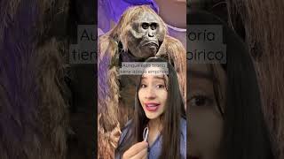 ¿Qué le pasó al Gigantopithecus Blacki? 🦍 #shorts