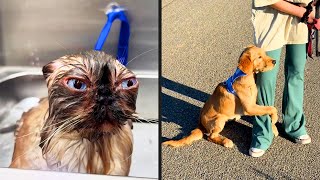 Funniest Pet Videos Of The Year (2025)