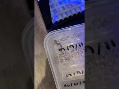 Hatching RARE Baby Geckos?! *ENDANGERED* #shorts