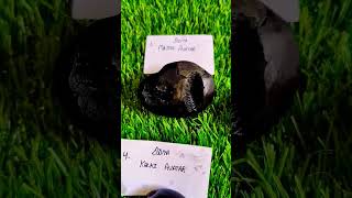 Divya Dashavtar Shaligram #shaligram  #gandakinadi #spritual  @shaligramkendra347