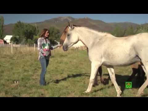 Horse Treats: Standlee Premium Western Forage® Apple/Berry Cookie Cubes®
