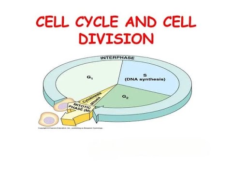 Cell division (Mitosis and Miosis)- One shot video