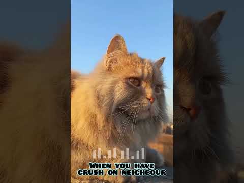 kahani suno, khalil kaifi, cat lovers #kahanisuno #jamilriaz
