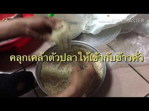 เฮ็ดปลาร้า ไว้ทอดกินกับข้าวเหนียวคับ #ปลาร้า#ปลาส่ม